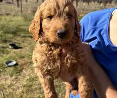Sweet Goldendoodle puppies for adoption