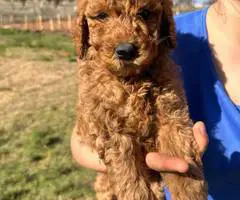 Sweet Goldendoodle puppies for adoption - 2