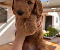 Sweet Goldendoodle puppies for adoption - 3