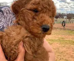 Sweet Goldendoodle puppies for adoption - 4