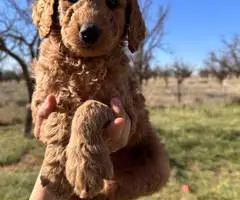 Sweet Goldendoodle puppies for adoption - 5