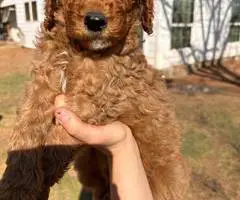 Sweet Goldendoodle puppies for adoption - 6