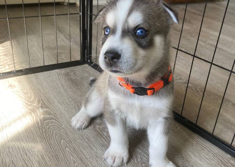 4 Siberian Huskies