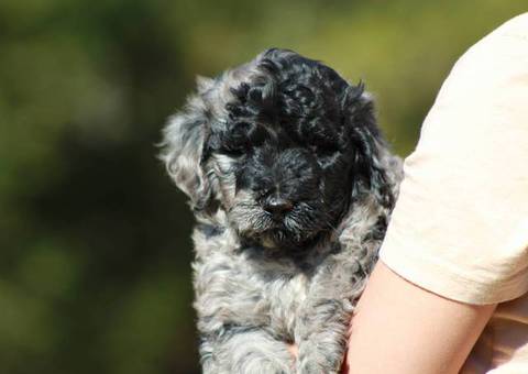Portuguese Water Dog/poodle mix puppies