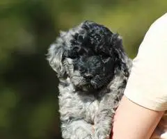 Portuguese Water Dog/poodle mix puppies - 1