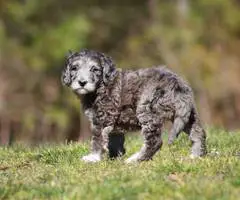 Portuguese Water Dog/poodle mix puppies - 2