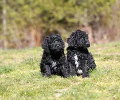 Portuguese Water Dog/poodle mix puppies - 3