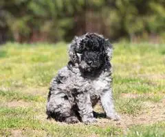 Portuguese Water Dog/poodle mix puppies - 4