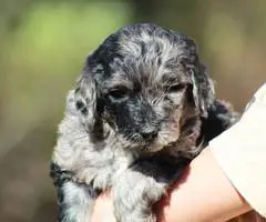 Portuguese Water Dog/poodle mix puppies - 5