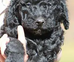 Portuguese Water Dog/poodle mix puppies - 6