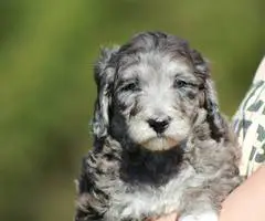 Portuguese Water Dog/poodle mix puppies - 7