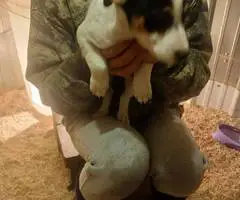 3 adorable JRT puppies - 3