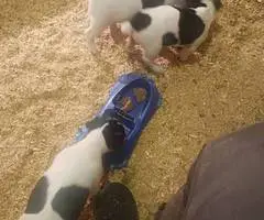 3 adorable JRT puppies - 4
