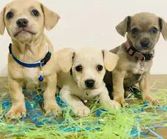 3 Easter Chiweenie puppies