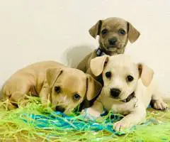 3 Easter Chiweenie puppies - 2