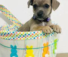 3 Easter Chiweenie puppies - 3