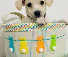 3 Easter Chiweenie puppies - 4