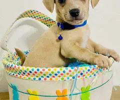 3 Easter Chiweenie puppies - 5