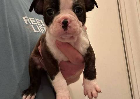 5 boys and 1 girl puppies