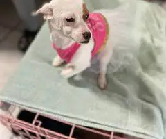 Young Chiweenie puppy for adoption - 2