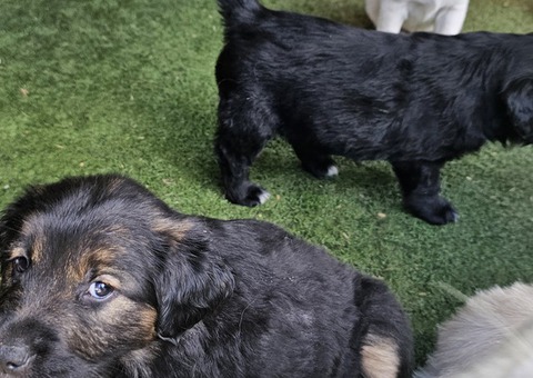 Golden mix puppies