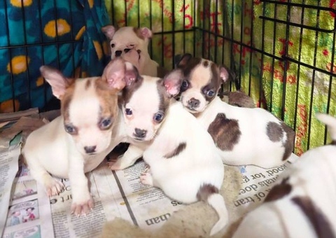 4 Boston Huahua pups for adoption