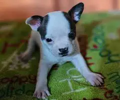 4 Boston Huahua pups for adoption - 2