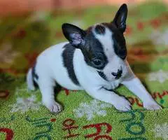 4 Boston Huahua pups for adoption - 3
