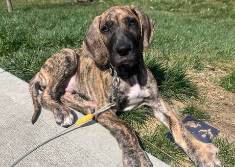 Hank little Great Dane