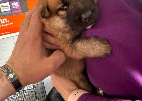 Purebred German shepherds