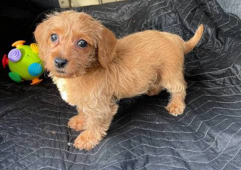 Beautiful female Doxie poodle