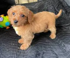 Beautiful female Doxie poodle