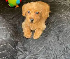Beautiful female Doxie poodle - 2