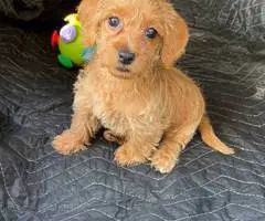 Beautiful female Doxie poodle - 3