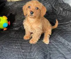Beautiful female Doxie poodle - 4