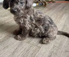 Beautiful female Doxie poodle - 6