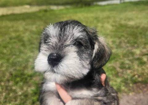 4 Miniature Schnauzer puppies