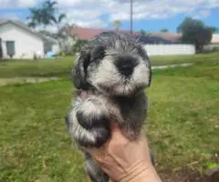 4 Miniature Schnauzer puppies - 6