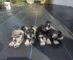 4 Miniature Schnauzer puppies - 10
