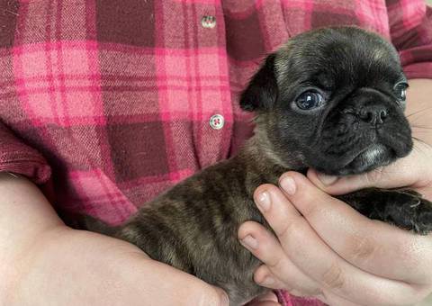 Pug Boston Terrier mix puppies