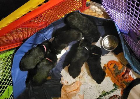 3 Rottweiler puppies for sale