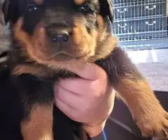 3 Rottweiler puppies for sale - 3