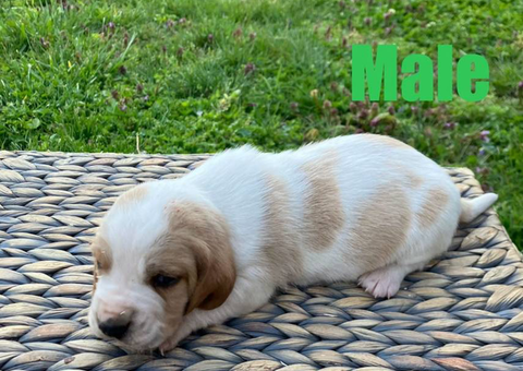 Registered Basset Hound puppies