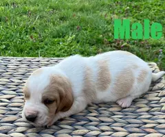 Registered Basset Hound puppies - 1