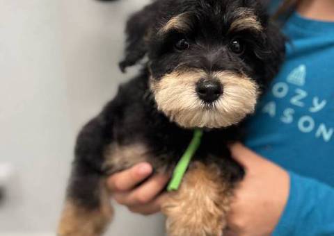 9 weeks old schnoodle babies