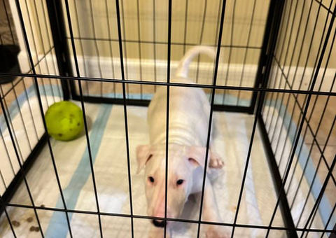 2 Purebred bull terrier puppies