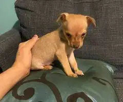 Boy Chihuahuas