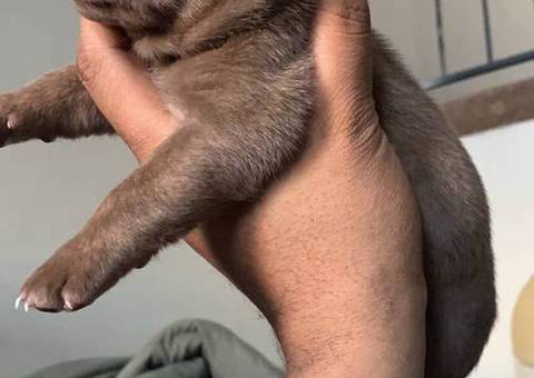 2 American Bully Puppies