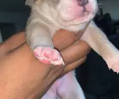 2 American Bully Puppies - 2