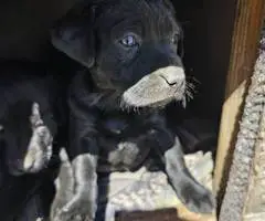 All black Labrador retriever puppies - 2